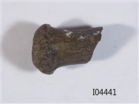 藏品(鹿角環)的圖片